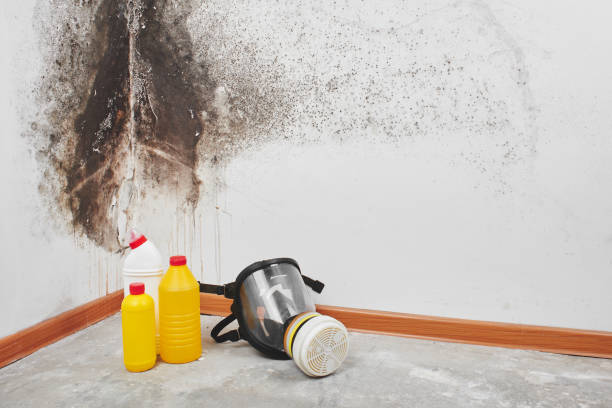 Best Mold Damage Repair  in Mountain Home, ID