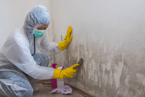Best Mold Testing  in Mountain Home, ID