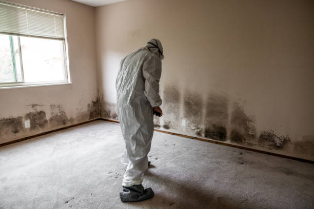 Best Local Mold Removal Service  in Mountain Home, ID