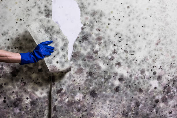 Best Best Mold Removal Companies  in Mountain Home, ID